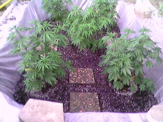 planternewplanting.jpg
