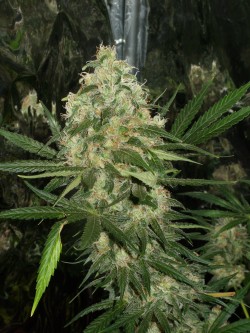 corleone-kush-marijuana-seeds.jpg