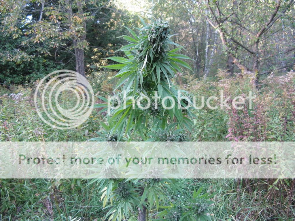 Photo166.jpg