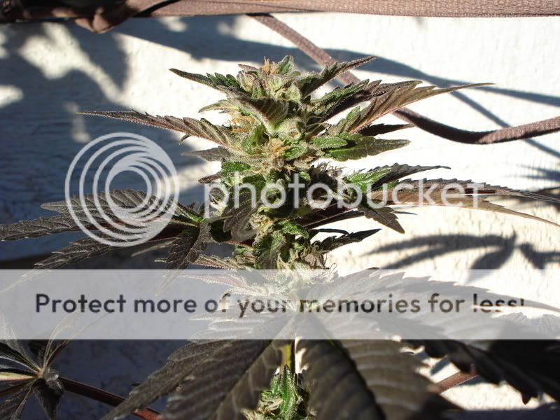 plant042.jpg