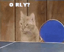 tenor.gif