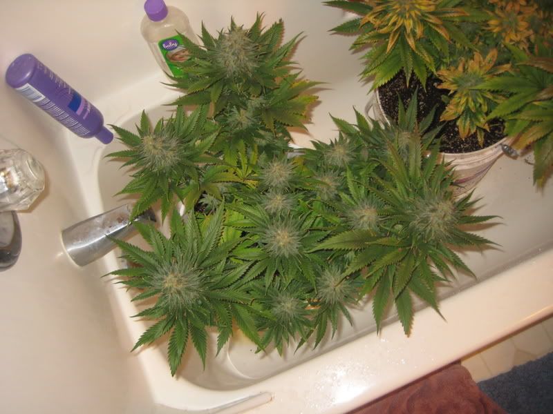 plants230.jpg