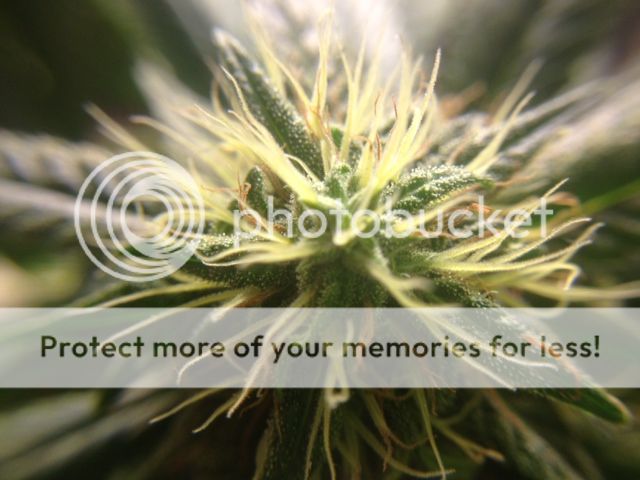 image_6_zps4b2f6449.jpeg