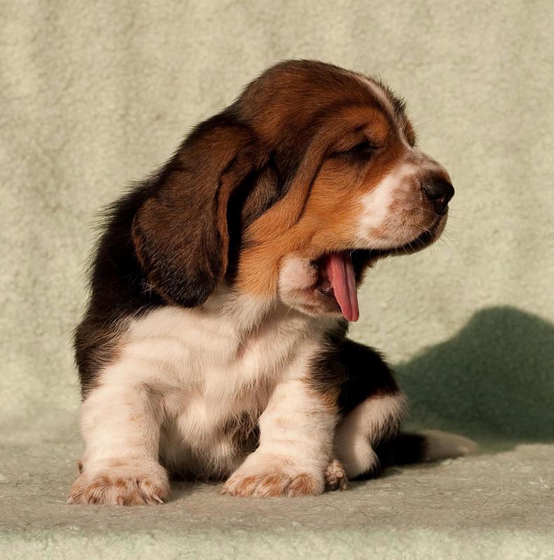 dog-yawn.jpg