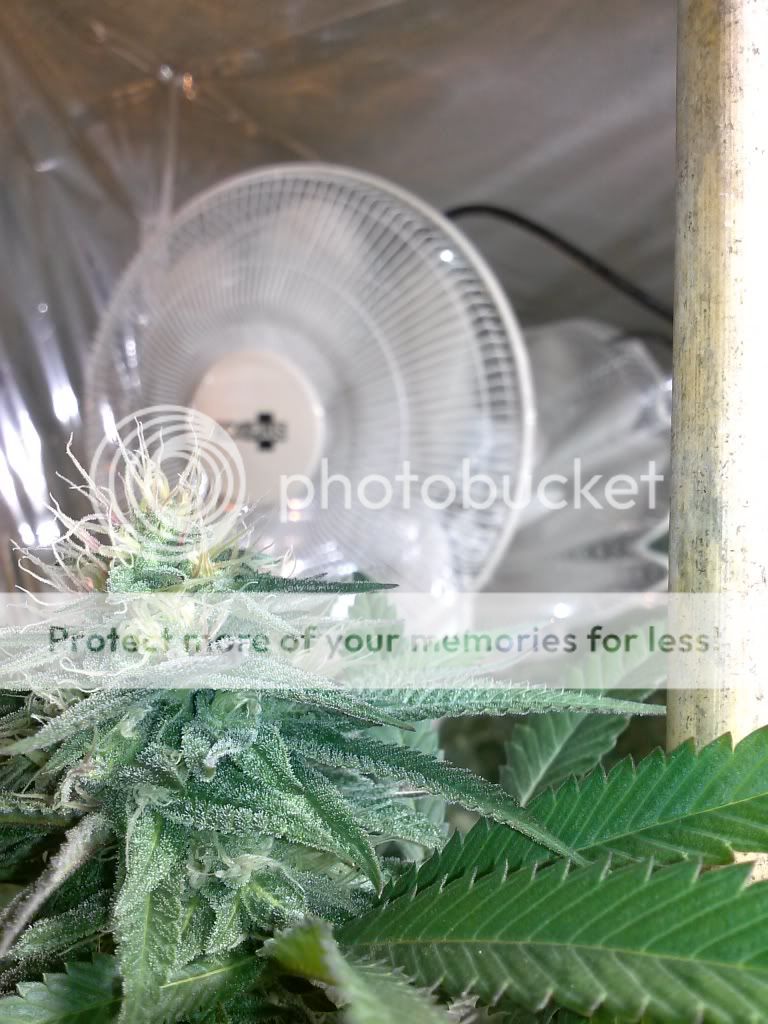 CAM00187_zpsed9cdf1d.jpg