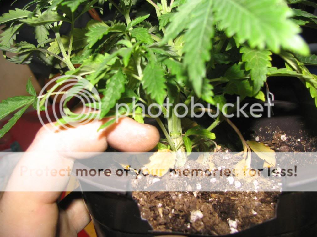 213clones007.jpg