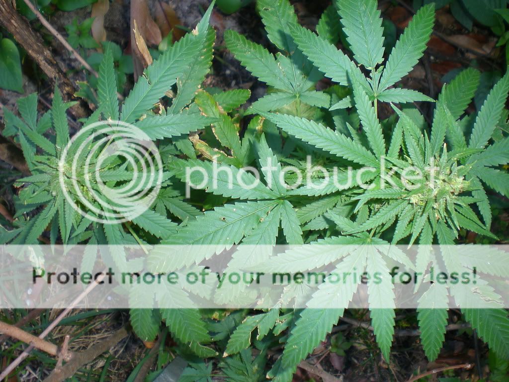 PC090021.jpg