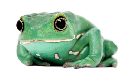 waxy-monkey-frog-for-sale.jpg