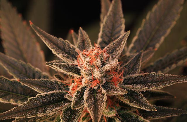 BruceBanner1FElixGreen.jpg