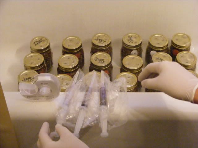 shroomstuff002.jpg