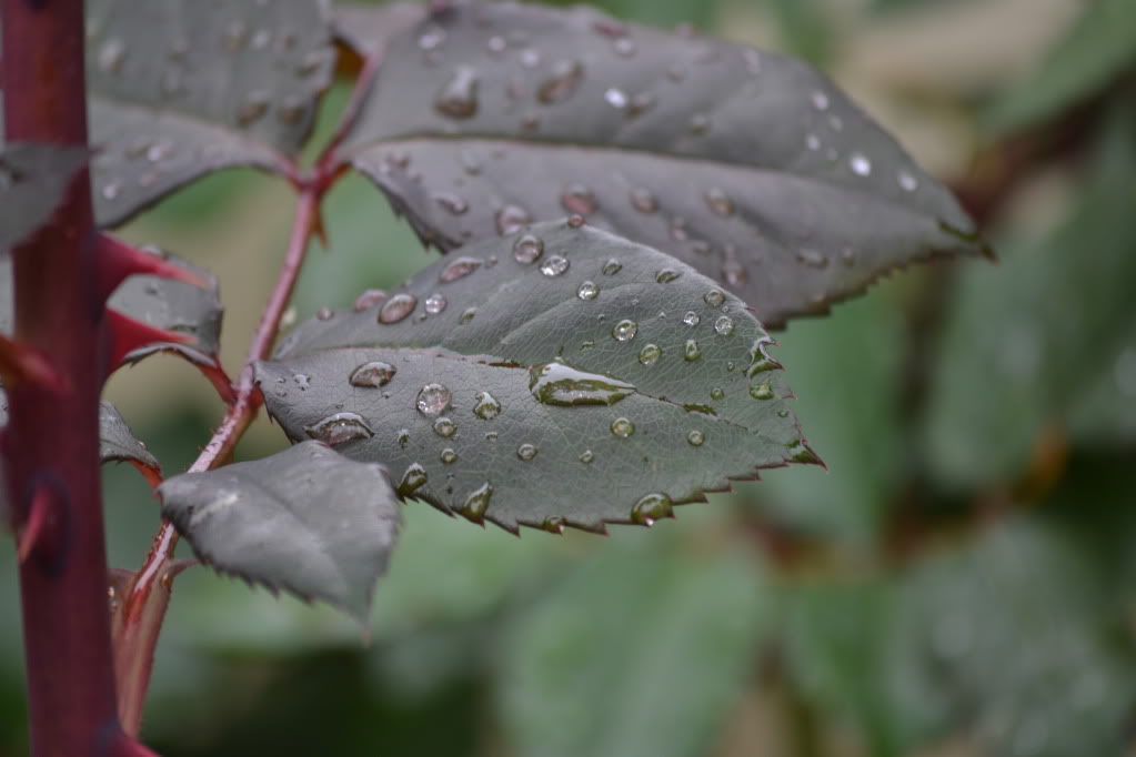 DSC_0014.jpg