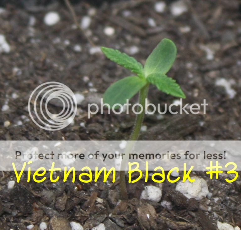 vb3_zps2d2a98ec.jpg