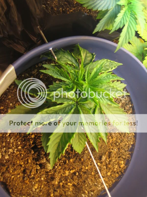 plants001.jpg