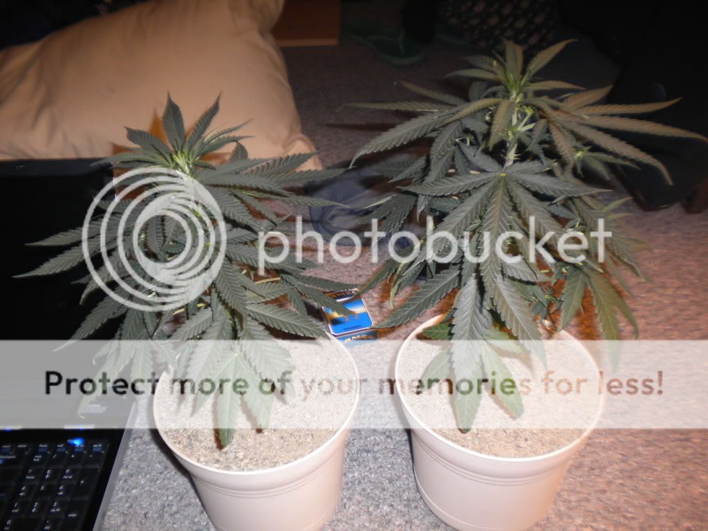 DSCN0477-1.jpg