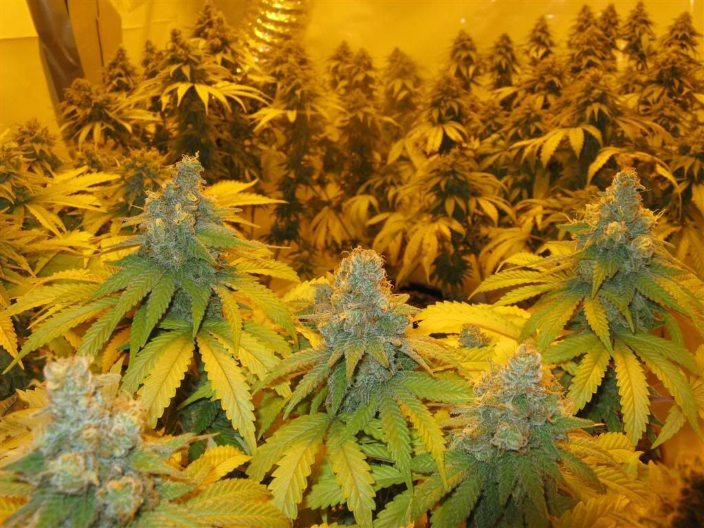 52Daysflowering002Large.jpg