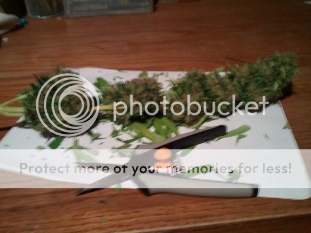 WP_000409.jpg