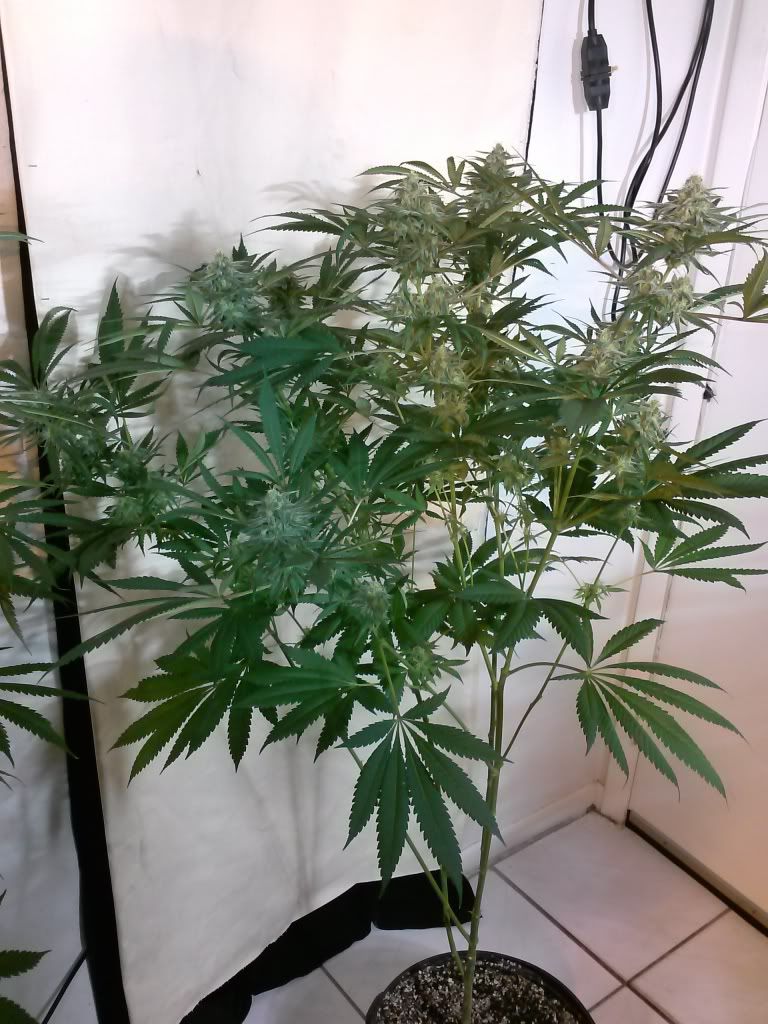 CAM00244_zps11870463.jpg