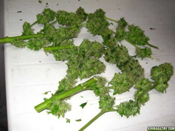 CC1_Harvest_oct25_38_.jpg