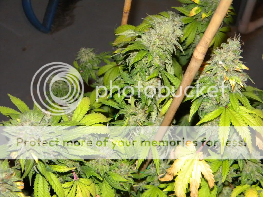 DSCN3260.jpg