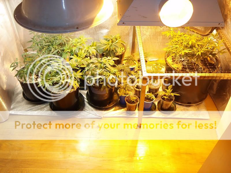veg10-1.jpg