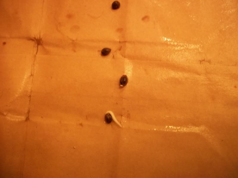 100_0597.jpg