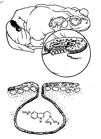 post-13626-138186640005.jpg
