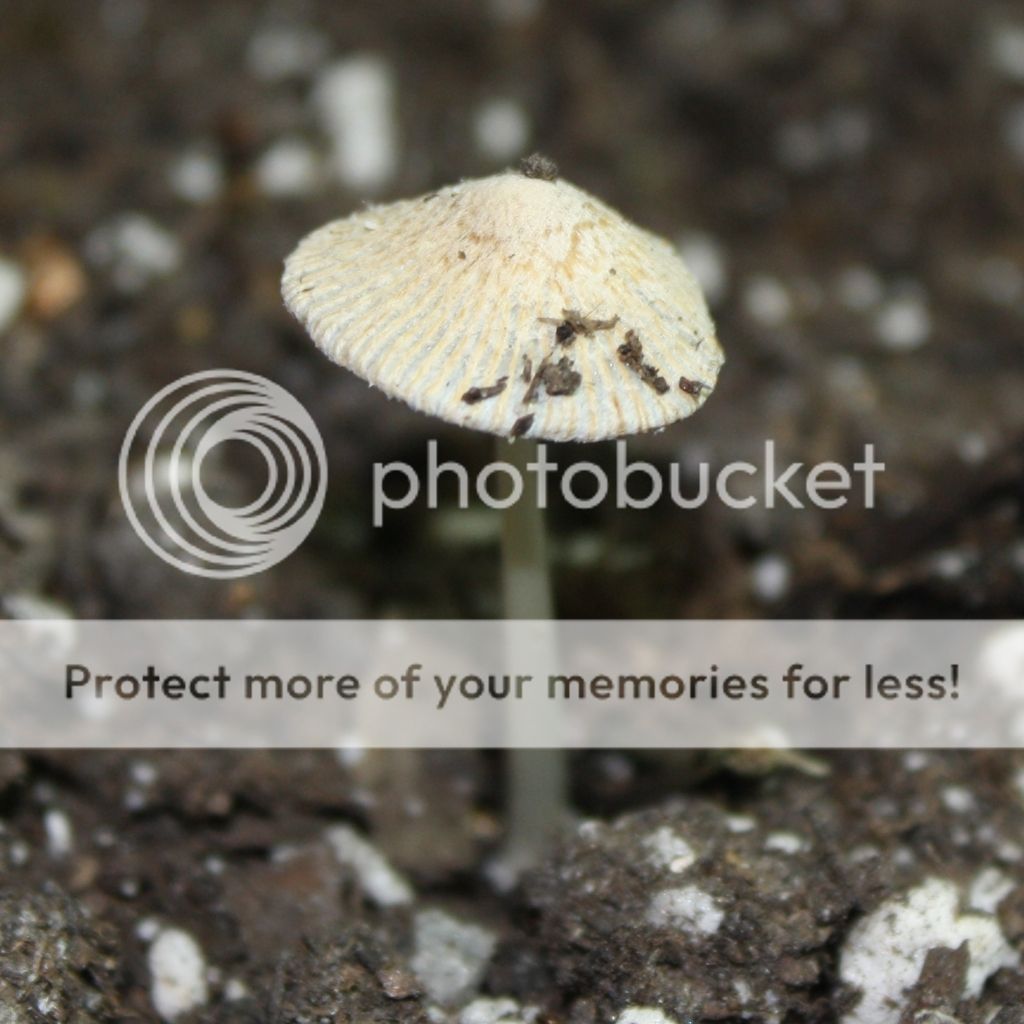 shroominptsmartpot.jpg