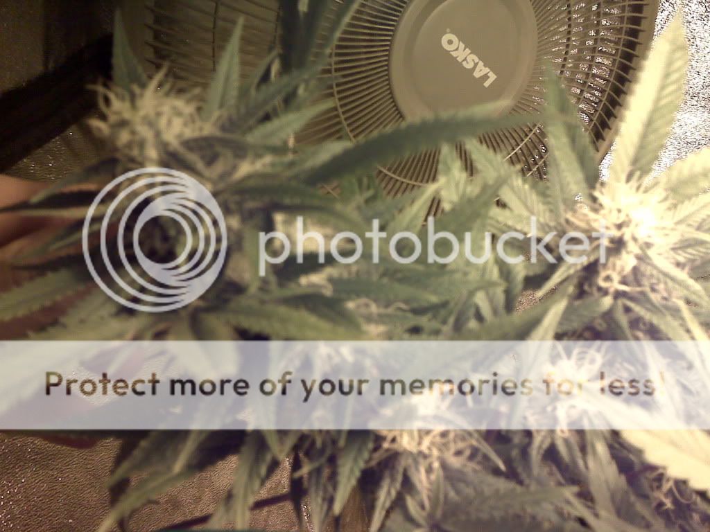 IMG00379.jpg
