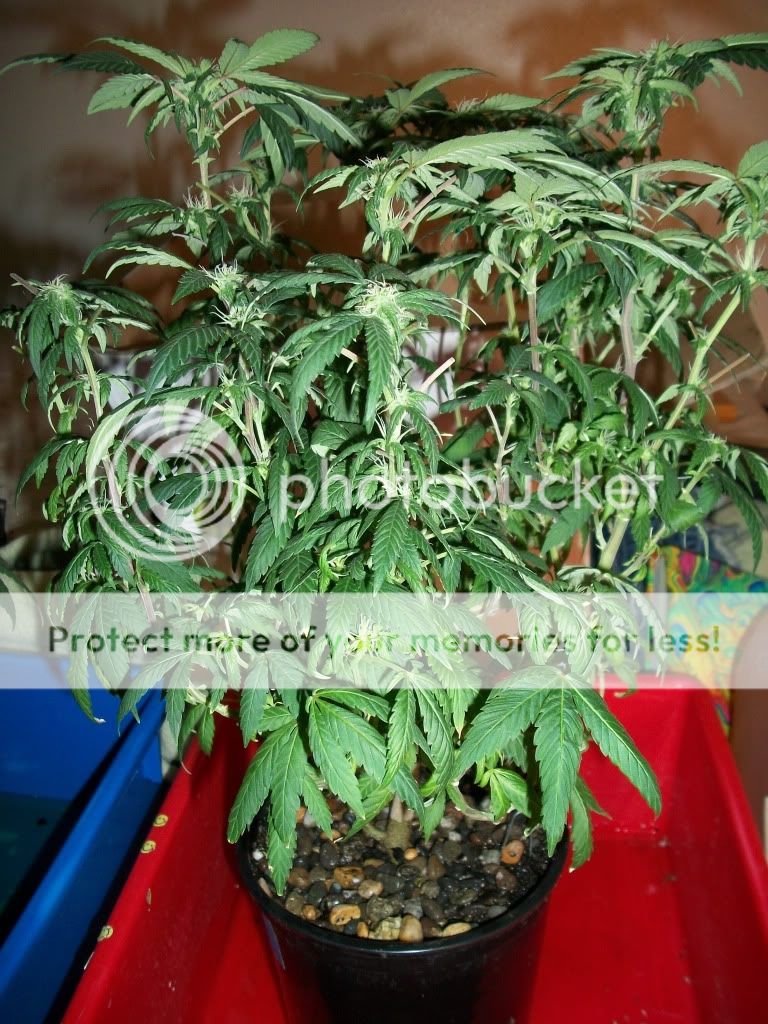5-12-11010.jpg