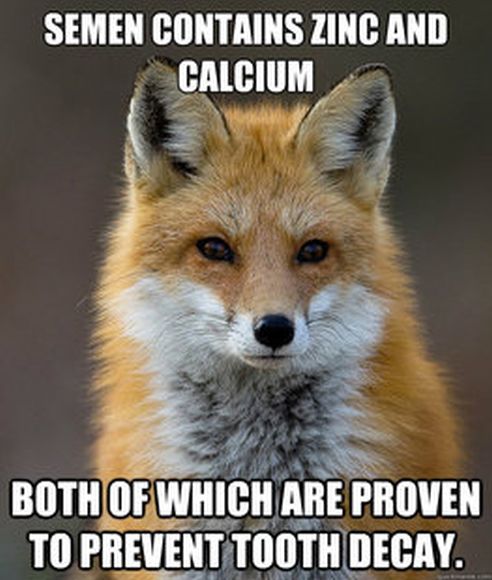 fun-fact-fox-meme-57.jpg
