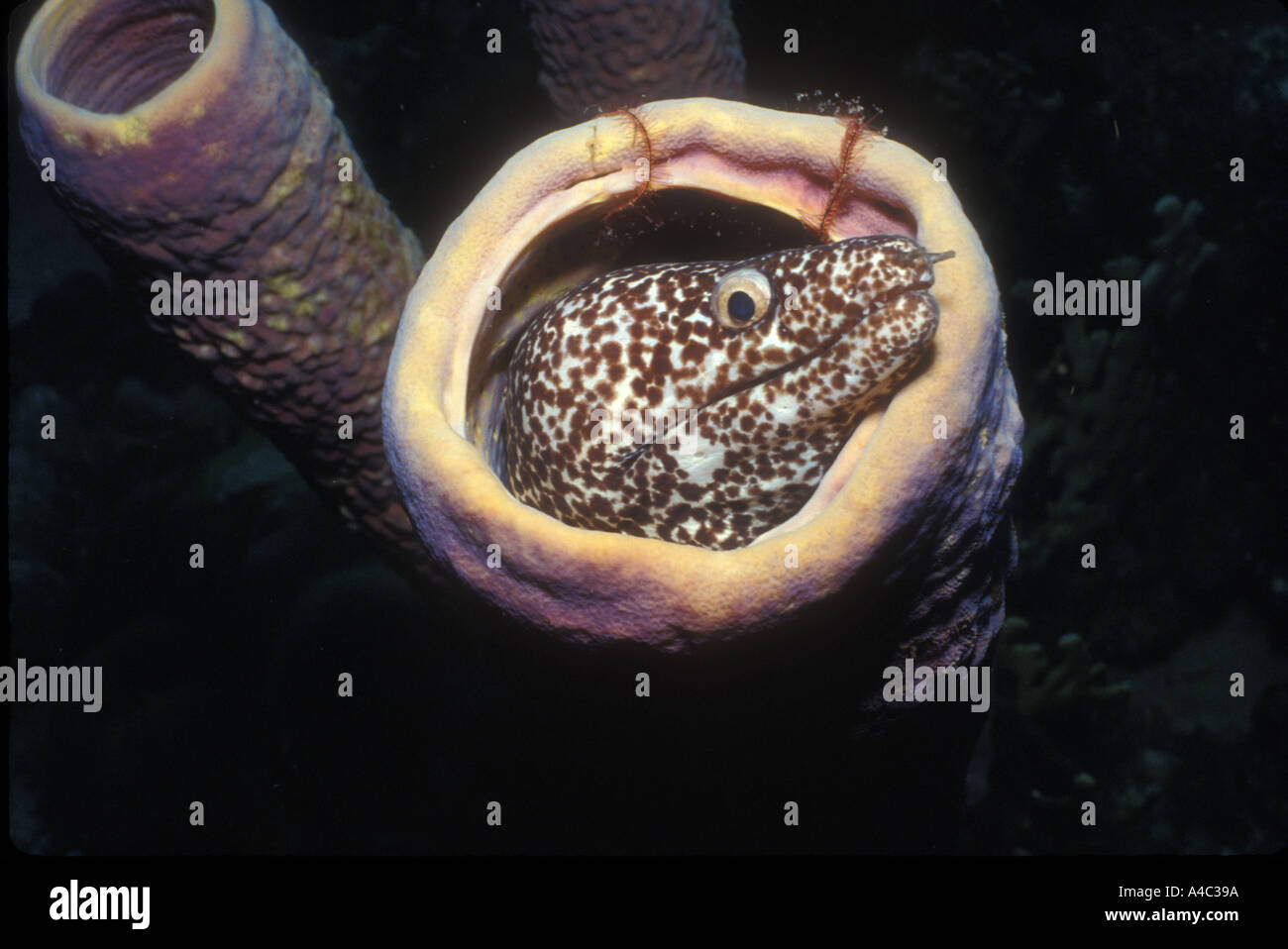 spotted-moray-eel-gymnothorax-moringa-in-tube-sponge-A4C39A.jpg