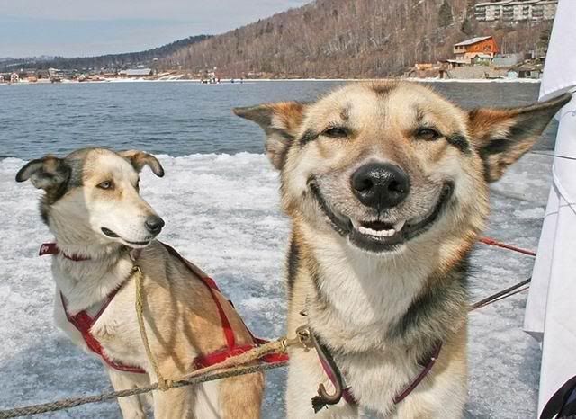 happysleddog.jpg