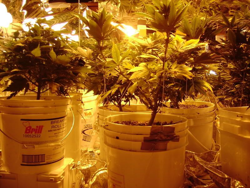 plants151.jpg