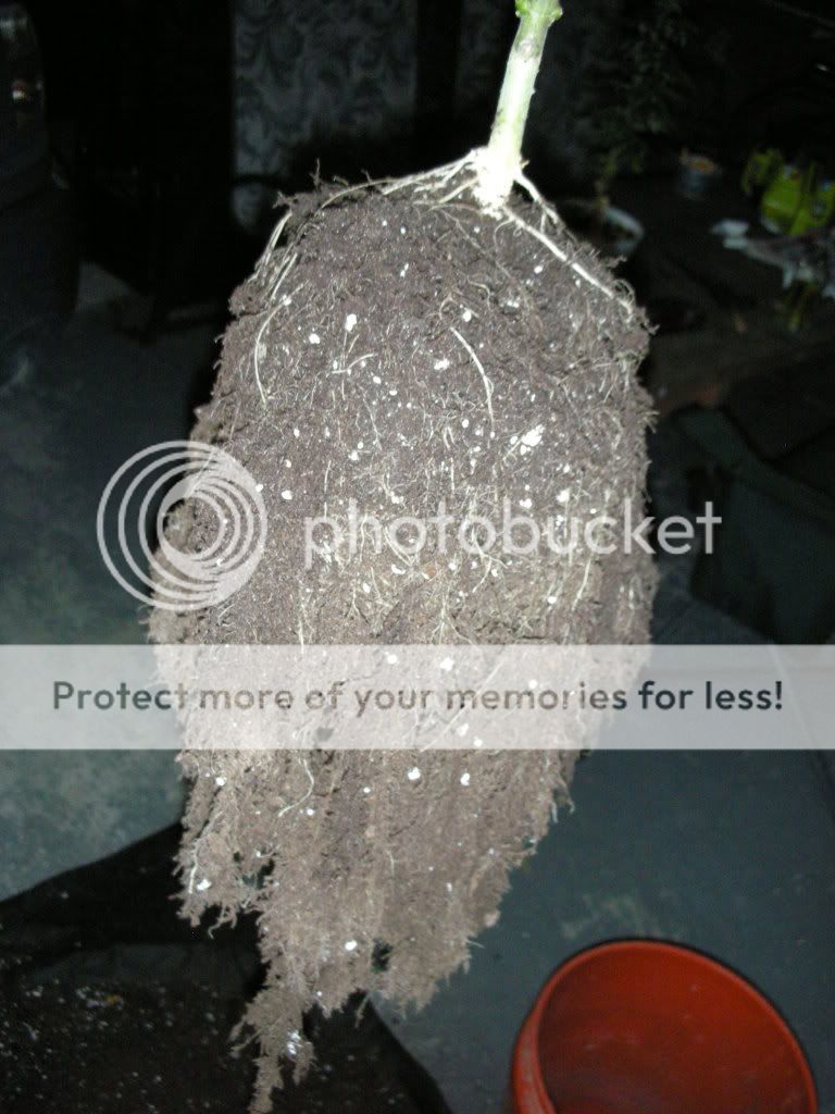 DSCN3867.jpg