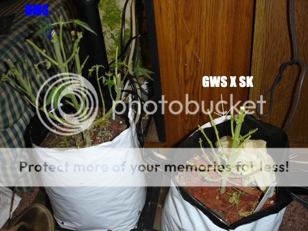 DSC04419.jpg
