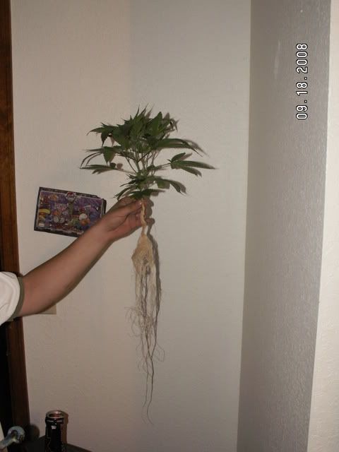 PICT0462.jpg