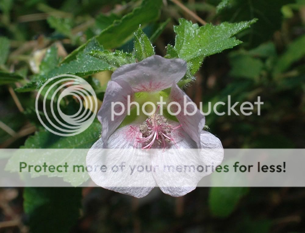 flowersmall.jpg