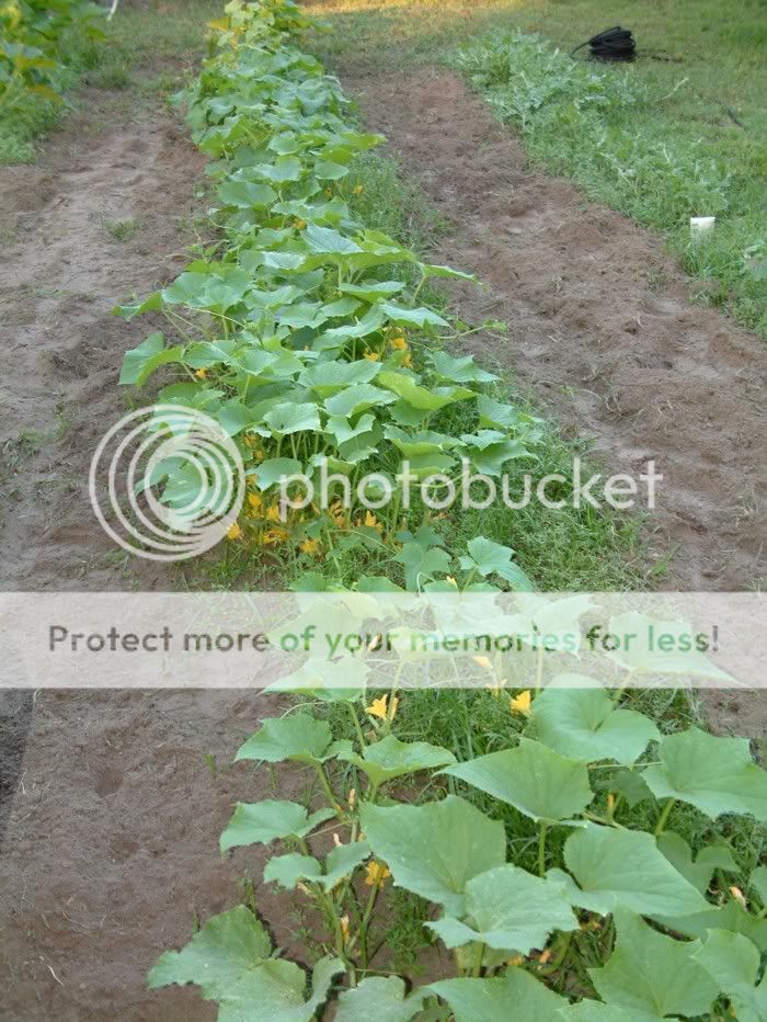 cuke1_5-27.jpg