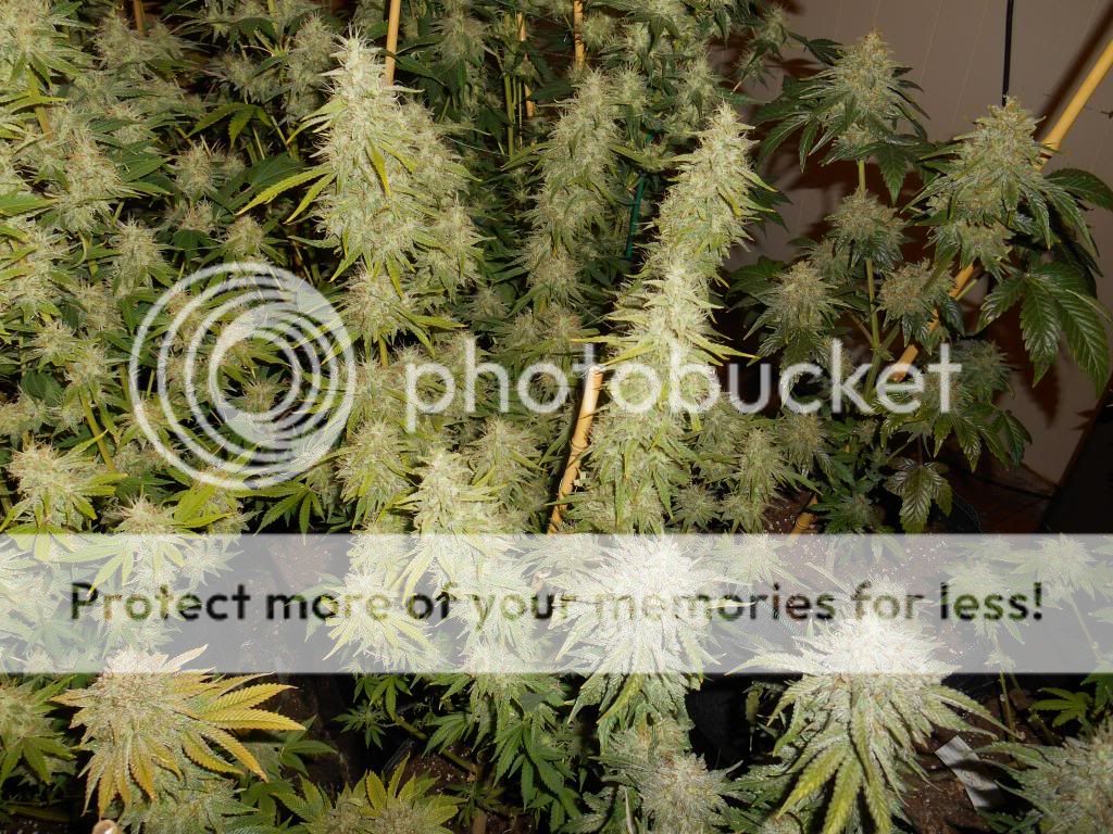 027_zps73ef21ff.jpg