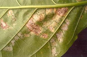 thrips2.jpg
