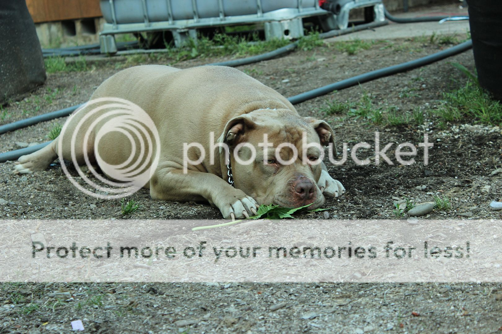 IMG_4763_zpsf9yhbpom.jpg