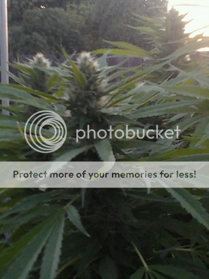 budss.jpg