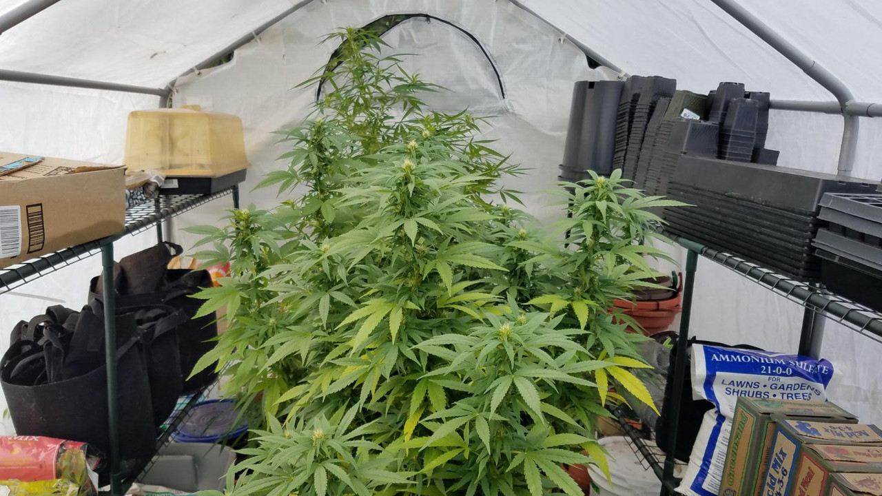 greenhouse915.jpg