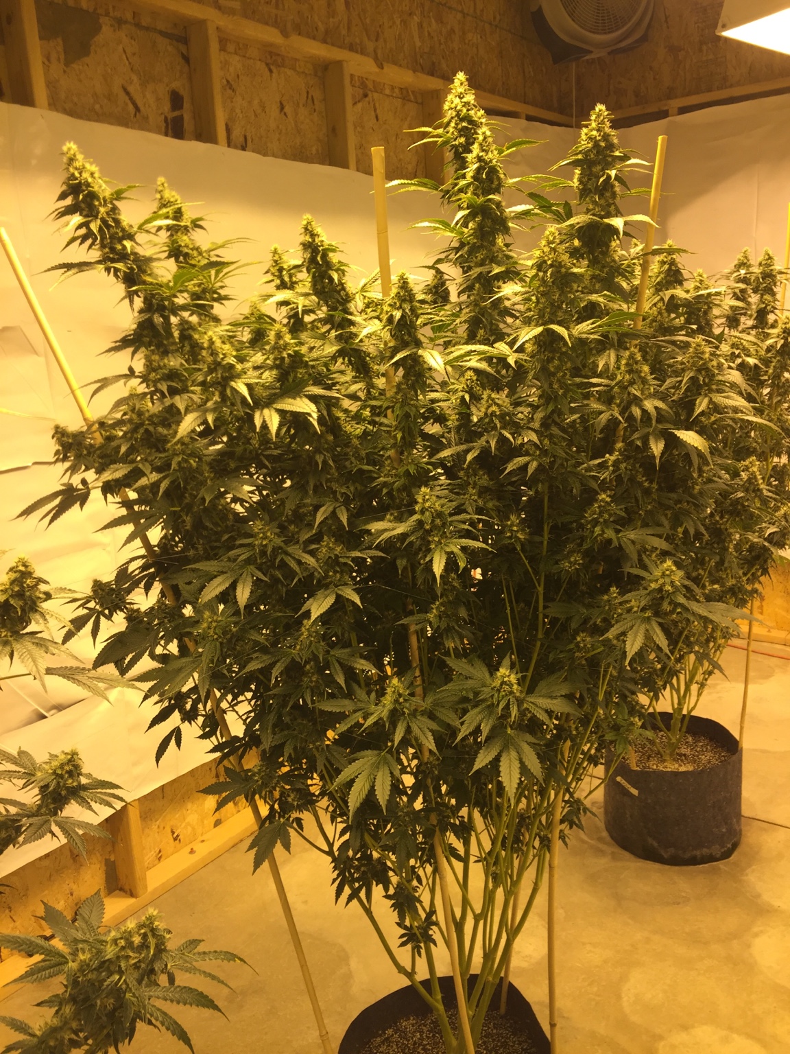 c260c9eeafd12d42ee03ae1b62d95b60.jpg