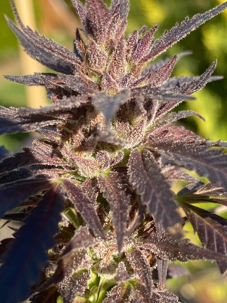 northcoastgenetics.com