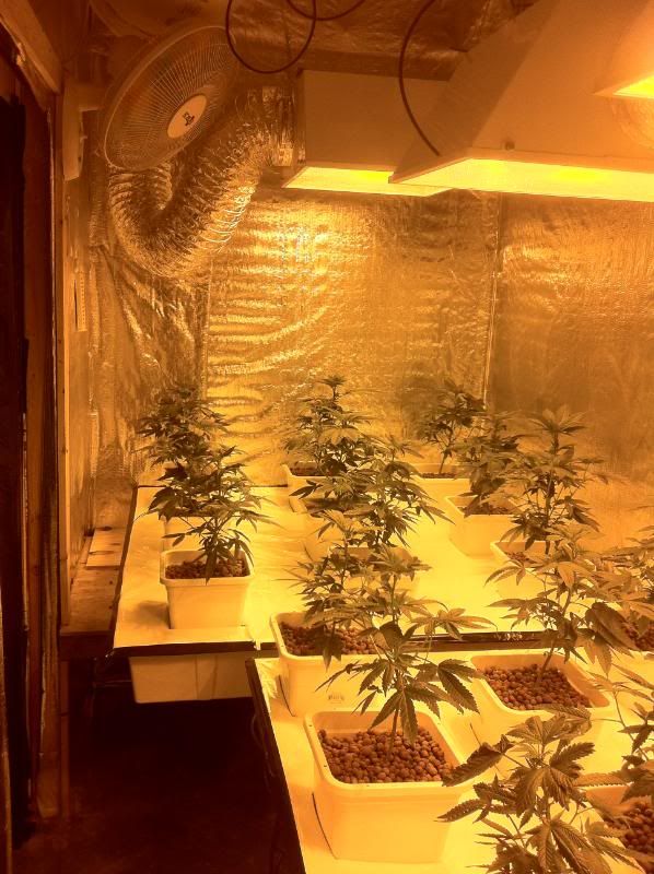 grow162.jpg