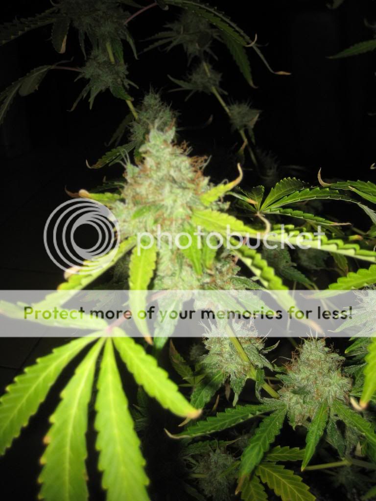 WWw9closeup_zps6b8c15a9.jpg