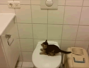 8vCpFuH.gif