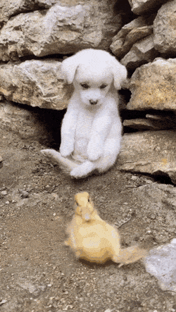 gifs_17.gif
