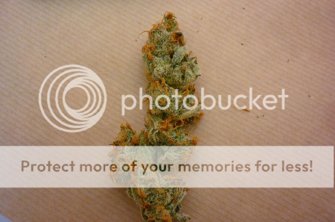 orangebud6.jpg